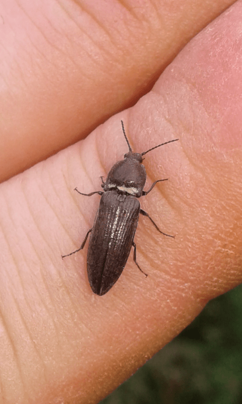 Elateridae: cfr. Cidnopus sp.